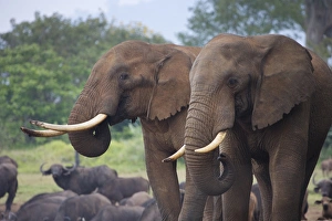 Tusk Prints: Elephant, Aberdare National Park, Kenya