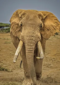 Safari Prints: Elephant, Amboseli National Park