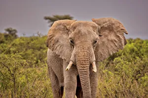 Savannah Prints: Elephant, Amboseli National Park