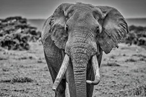 Safari Prints: Elephant, Amboseli National Park