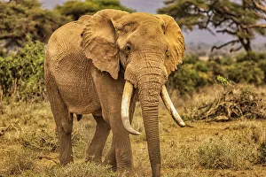 Safari Prints: Elephant, Amboseli National Park
