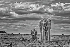 Mother Prints: Elephant with calf, Amboseli National Park
