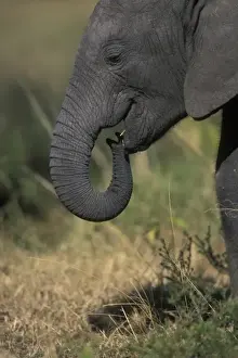 Elephant Calf playing with Trunk, Masai Mara Game Reserve, Kenya, Africa