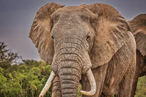 Animal Preserve Prints: Elephant face, Amboseli National Park, Africa