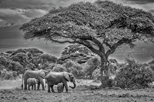 Animal Preserve Prints: Elephant family, Amboseli Nation Park, Africa