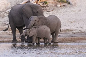 Drinking Prints: An elephant family (Loxodonta Africana) drinks and refreshes itself in the Chobe River