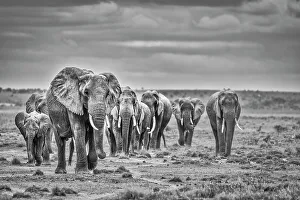 Animal Preserve Prints: Elephant family train, Amboseli National Park, Africa
