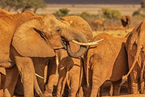 Animal Preserve Prints: Elephant family, Tsavo West National Park, Africa