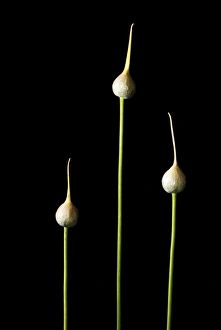 Images Dated 17th June 2006: Elephant garlic, Allium ampeloprasum, California