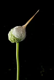 Elephant garlic, Allium ampeloprasum, California