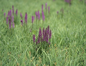 Alta Prints: Elephant Head wildflower, near Albion Basin & Catherines Pass, Uinta-Wasatch-Cacne N