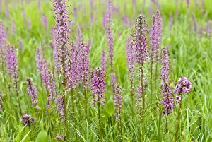 Alta Prints: Elephant Head wildflower. Pedicularis groenlandica growing in wetland, near Albion Basin