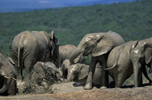 Bull Elephant Prints: Elephant Herd, Addo Elephant National Park, South Africa