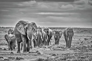 Safari Prints: Elephant herd, Amboseli National Park