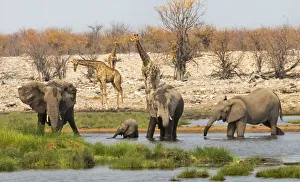 Waterhole Prints: Elephant herd in Etosha National Park. Oshikoto Region, Namibia