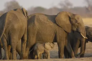 Southern Africa Prints: Elephant herd (Loxodonta africana) These large herds are made up of a matriach