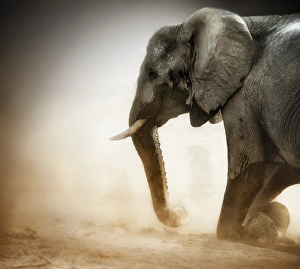 Kneeling Prints: Elephant kneeling with dust