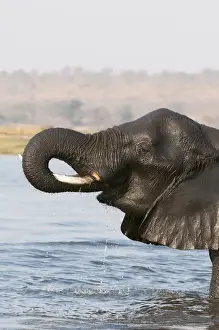 Images Dated 5th September 2012: Elephant (Loxodonda africana), Chobe National Park, Botswana