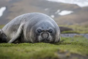 South Georgia Prints: Elephant seal. Fortuna Bay, South Georgia Islands
