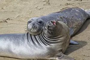 Cuddle Prints: Elephant seal pups at the Piedras Blancas Elephant Seal Rookery near Cambria, California