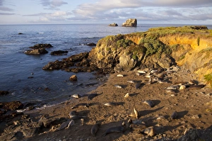 Molting Prints: Elephant seal rookery near San Simeon in Big Sur, California, USA