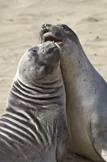 Images Dated 7th May 2009: Elephant seals spar at the Piedras Blancas Elephant Seal Rookery near Cambria, California