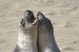 Fight Prints: Elephant seals spar at the Piedras Blancas Elephant Seal Rookery near Cambria, California