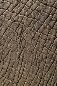 Rough Prints: Elephant skin, Zimbabwe