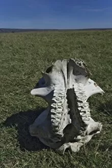 Elephant skull, Loxodonta africana, Masai Mara, Kenya