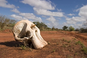 Skull Prints: Elephant skull, Tsavo National Park, Kenya