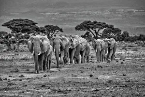 Animal Preserve Prints: Elephant train, Amboseli National Park, Africa