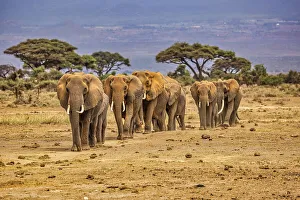 Animal Preserve Prints: Elephant train, Amboseli National Park, Africa