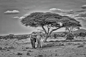 Safari Prints: Elephant under tree, Amboseli, Kenya