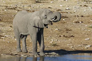 Drinking Prints: Elephant at waterhole, Etosha National Park, Namibia