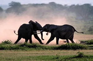 Fight Prints: Elephants