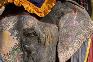 Images Dated 29th January 2015: Elephants. Amber Fort. Jaipur. Rajasthan. India