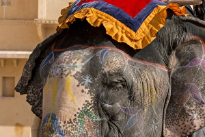 Images Dated 29th January 2015: Elephants. Amber Fort. Jaipur. Rajasthan. India