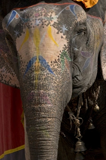 Images Dated 29th January 2015: Elephants. Amber Fort. Jaipur. Rajasthan. India