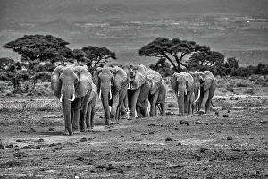 Safari Prints: Elephants, Amboseli National Park