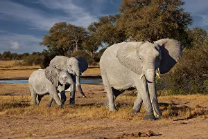 National Reserve Prints: Elephants leaving watering hole. Camelthorn Lodge. Hwange National Park. Zimbabwe