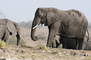 Elephants (Loxodonta africana), Chobe National Park, Botswana