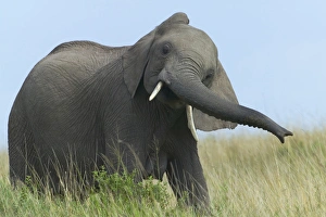 National Reserve Prints: Elephants on the savanah, Masai Mara National Reserve, Kenya