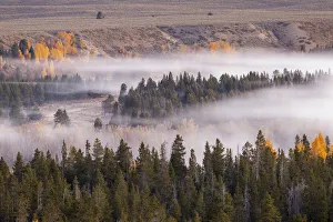 Steam Prints: Elevated view of aspen and cottonwood trees in morning mist along Snake River