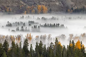 Elevated view of aspen and cottonwood trees in morning mist along Snake River, Grand Teton National Park, Wyoming