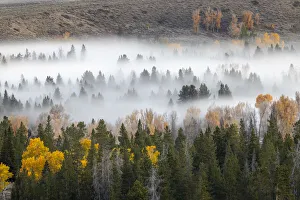 Elevated view of aspen and cottonwood trees in morning mist along Snake River, Grand Teton National Park, Wyoming
