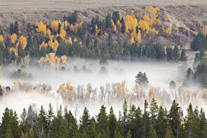Steam Prints: Elevated view of aspen and cottonwood trees in morning mist along Snake River