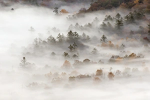 North Carolina Prints: Elevated view of fog filled valley with trees emerging at sunrise