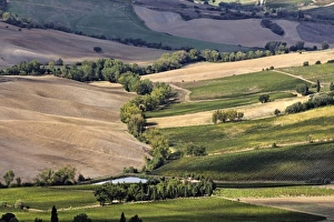 Montepulciano Prints: Elevated view of vineyards below Montepulciano, Tuscany, Italy