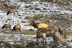 Elk with Big Horn Sheep, Oak Creek Wildlife Refuge, Washington, US Elk with Big Horn Sheep, Oak Creek Wildlife Refuge, Washington, US