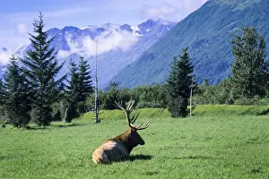 Sub Arctic Prints: Elk bull laying down in a pristine grass meadow with glacial mountains, Alaska Wildlife